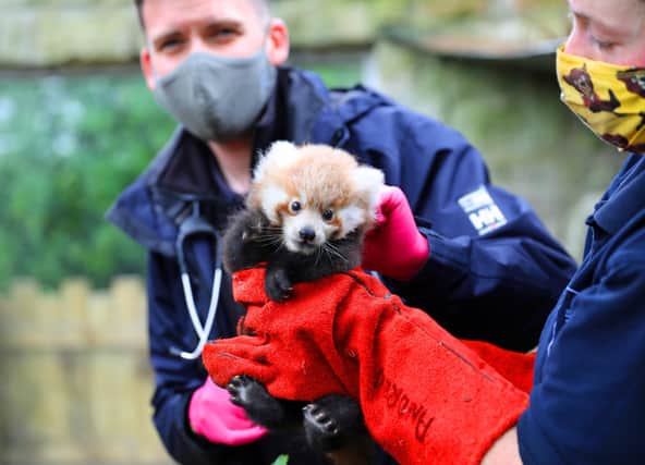 A baby red panda named Ruby was born in summer 2021 at Edinburgh Zoo, to parents Ginger and Bruce. In this photo, the endangered red panda kit is receiving her first health check.