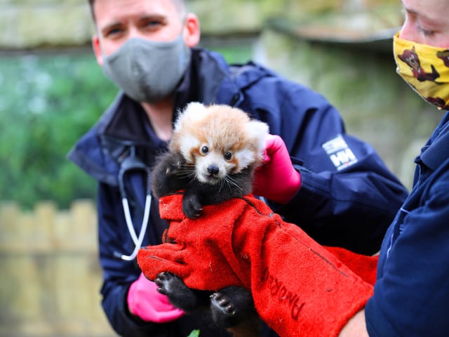 A baby red panda named Ruby was born in summer 2021 at Edinburgh Zoo, to parents Ginger and Bruce. In this photo, the endangered red panda kit is receiving her first health check.
