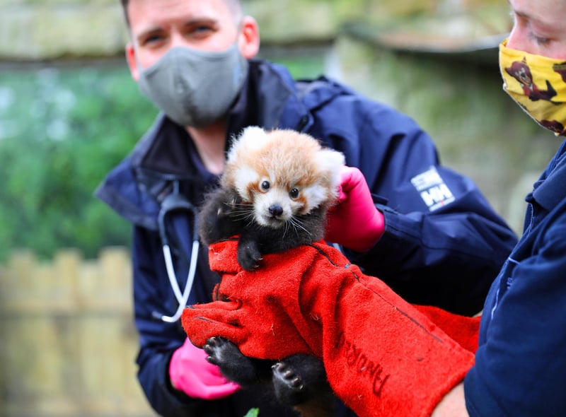 Edinburgh Zoo: 10 photos of adorable baby animals born at Edinburgh Zoo in  recent years | Edinburgh News