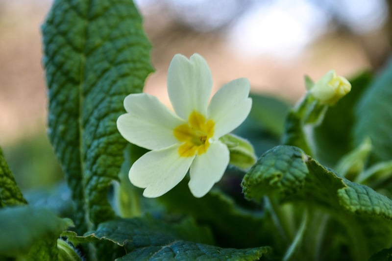 Primroses are one of the earliest plants to flower and can be seen in woodland, hedgerows and grasslands across Scotland asa early as February, blooming until late May Primroses represent eternal love and in Irish folklore are used to protect the home from mischievous fairies.
