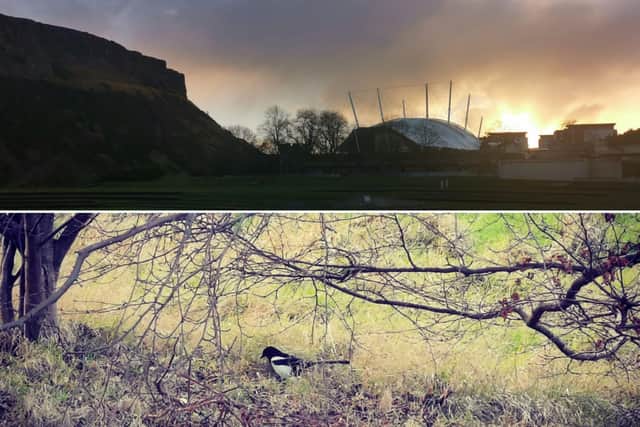 The top is just a standard Edinburgh sunset (mystical) and below is my magpie chum.