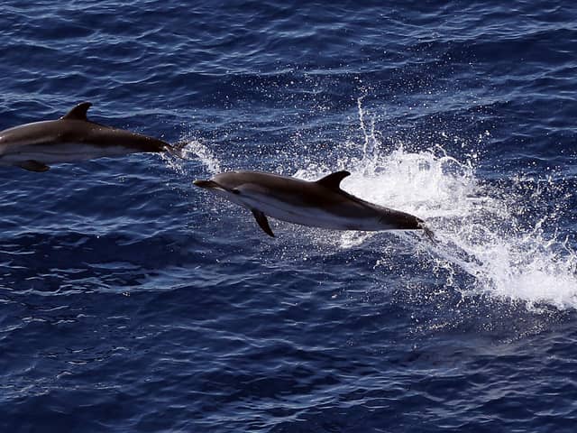 The sight of dolphins jumping from the sea reminded Ewan Aitken of the beauty and fragility of our planet (Picture: Valery Hache/AFP via Getty Images)