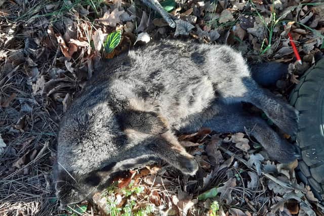 Sadly another rabbit was found dead (Photo: Scottish SPCA).