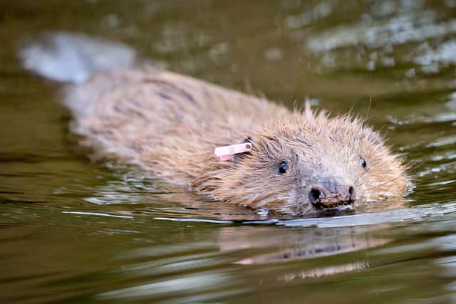 Home sweet home: An adult beaver released back into the wild.
