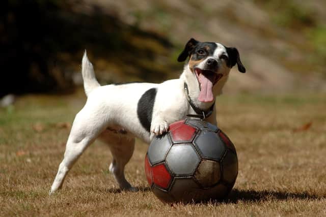 Boundless energy: Jack Russell terriers live the longest of all pet dogs in the UK.