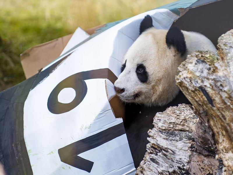 Yang Guang celebrates his 19th birthday in style. Giant pandas can live up to around 30 years old in captivity, and around 20 in the wild.