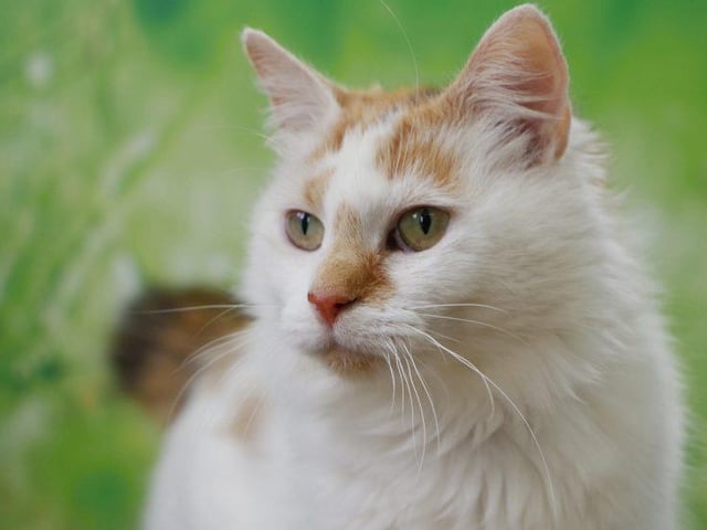 Meet Petal, a three year old female, semi long hair. This beautiful girl has a very cheeky, playful nature! Petal is very outgoing and enjoys lots of fuss. She came in to our care as a stray, so we unfortunately don’t know much about her history. Petal will make a lovely addition to somebody's family. She may be able to live with cats, dogs and  primary school age children. To find out more about adopting her visit: https://rspca-radcliffe.org.uk/animal/petal/