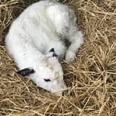 Snow, who was born through embryo transfer, has boosted efforts to save one UK's rarest native cattle breeds.