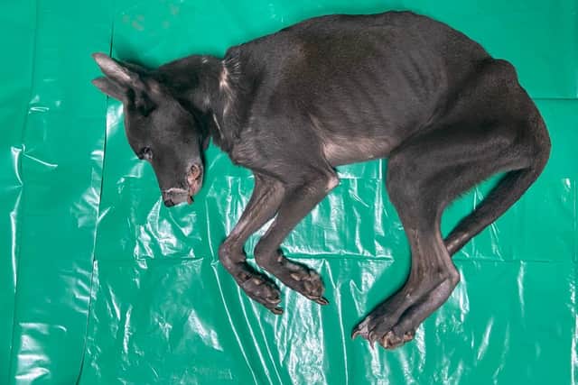 When Rambo was examined at the veterinary hospital he was found to be in a horrific state, and given a body condition score of one. Photo: Scottish SPCA