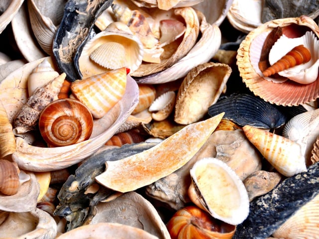 She sells seashells on the seashore.
The shells she sells are seashells, I’m sure.
And if she sells seashells on the seashore,
Then I’m sure she sells seashore shells.