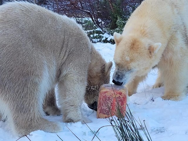 Vickie Larkin, carnivore team leader at Highland Wildlife Park said, “We are all delighted to wish Brodie a happy first birthday. He has settled in so well and is one of the park’s biggest personalities.