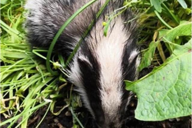 These sweet baby badgers were seen in an Edinburgh woodland area.