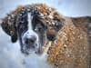 Cold Weather Dogs 2022: Here are the 10 breeds of adorable dog that love cold climates and long winter walks - including the Malamute 🐕