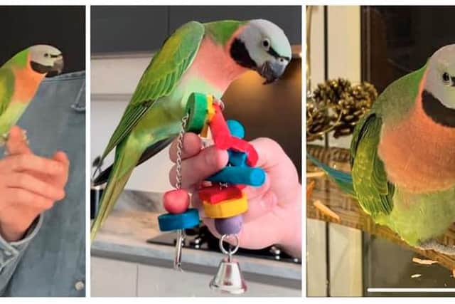 'Not giving up hope': Desperate owners plea after beloved Parakeet lost in Edinburgh