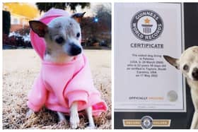 Pebbles, a Toy Fox Terrier from South Carolina, now holds the record for being the world's oldest living dog.