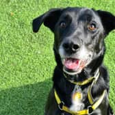 Jarvis is friendly and playful seven-year-old chap who will make friends with everyone wherever he goes. He is currently staying at the Dogs Trust West Calder