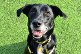 Jarvis is friendly and playful seven-year-old chap who will make friends with everyone wherever he goes. He is currently staying at the Dogs Trust West Calder
