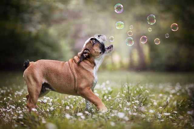 A bulldog puppy enjoys playing with bubbles on its walk, photographed by Jennifer Freytag in Neunkirchen, Austria