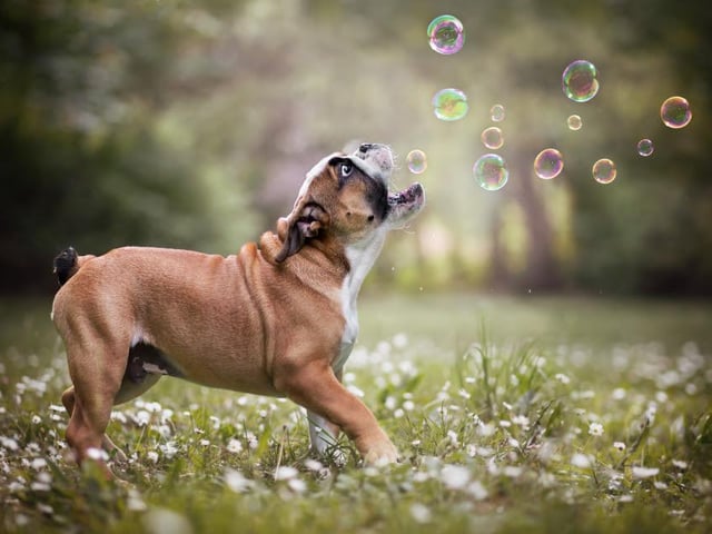 A bulldog puppy enjoys playing with bubbles on its walk, photographed by Jennifer Freytag in Neunkirchen, Austria