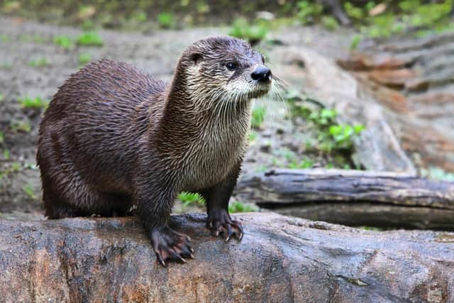 Otters have been spotted swimming in the Water of Leith in Edinburgh.