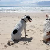 Some beaches in Scotland have restrictions or bans on dogs
