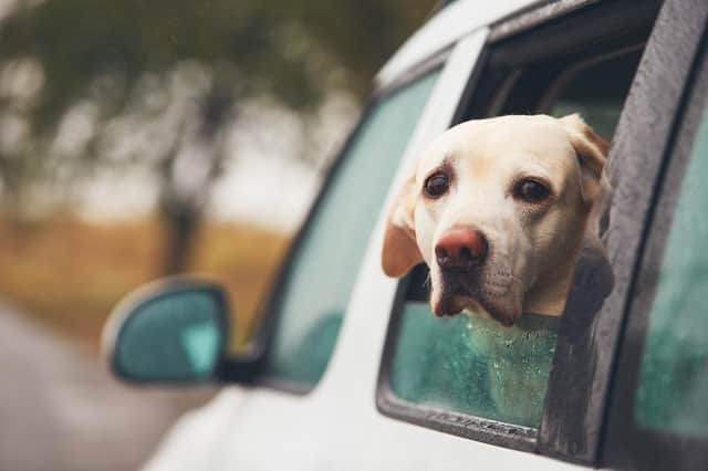 This is whether you should drive somewhere to walk your dog - explained (Photo: Shutterstock)