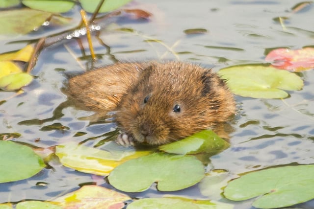 While water voles don't hibernate, they do spend most of their time in their burrows during winter. April is the perfect time to see them out-and-about on a sunny day, although patience is required as they are shy creatures. Set up camp next to a river or canal where you know they live, enjoy a long and relaxed picnic, and keep your eye out.
