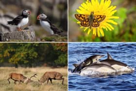 These are some of Scotland's most incredible wildlife spectacles that you can see this year.