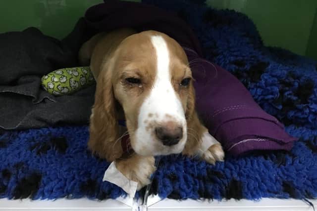 Poor pooch: Bella recovering from surgery.