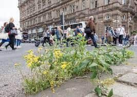 Capital has weed problem that needs fixed, says Lothian MSP.