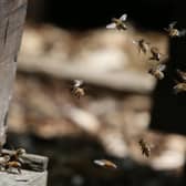 The beehives are set to produce up to 65,000 bees each during the summer peak of July and will help pollenate the distillery garden as well as the nearby Glenkinchie farm and the gardens of the surrounding local community.