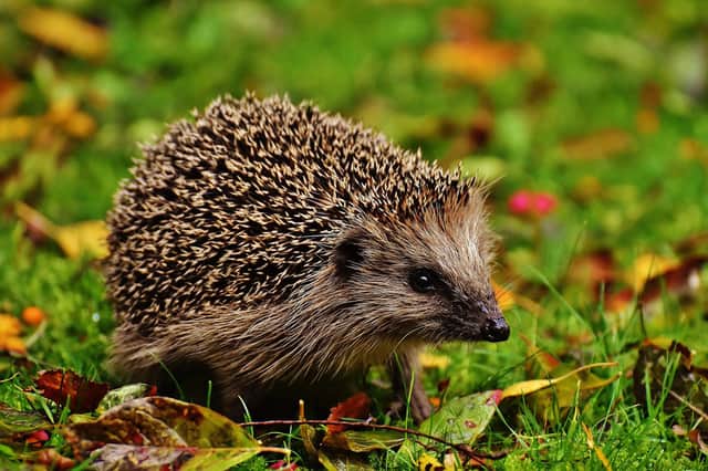 Hedgehogs are having a tough time this autumn - but there is lots you can do to help, writes Hayley Matthews. PIC: Pixabay.