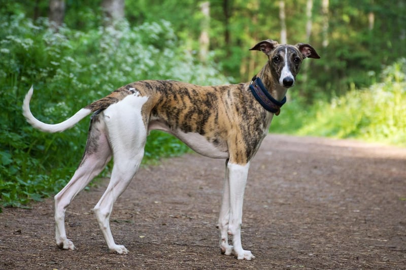 From one of the newest dog breeds to one of the most ancient. The Greyhound is thought to date back more than 4,000 years, is the fastest breed of dog, and also one of the tallest, measuring between 27-30 inches tall.