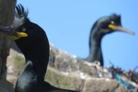 Shags on Inchkeith and the Isle of May will be analysed for exposure to toxic pollution leaking from landfill and other sites around the Firth of Forth as part of a £2.3m research project