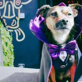 Dogs can enjoy Halloween this year at the Boozy Cow pub and restaurant at Frederick Street in Edinburgh.