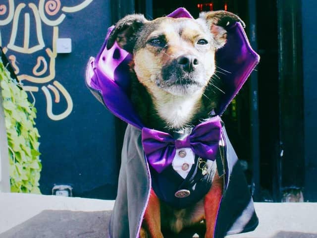 Dogs can enjoy Halloween this year at the Boozy Cow pub and restaurant at Frederick Street in Edinburgh.