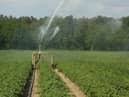 Businesses which use water are being asked to plan accordingly, such as irrigating at night if possible.