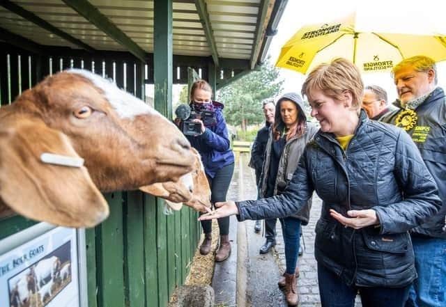 Nicola Sturgeon visited the Gorgie urban farm with Angus Robertson in May 2021.  Picture: Jane Barlow/Getty Images.