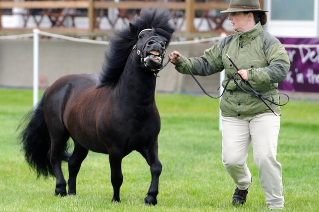 A Shetland pony is led around the judging pen at the 2012 Royal Highland Show at Ingliston.