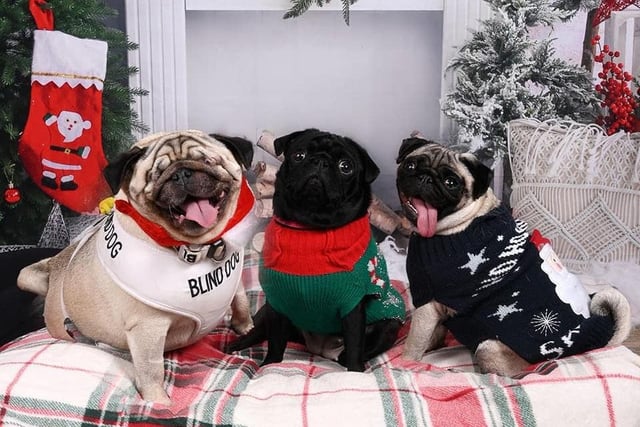 This adorable pug trio are all getting into the festive spirit with jumpers. Shared by Alison Blything.