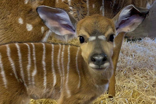 Last month, a baby lowland nyala calf was welcomed by proud parents Arnold and Arya at Edinburgh Zoo. The newborn girl, who was named Yara by keepers, has been spotted exploring her enclosure with her mum.