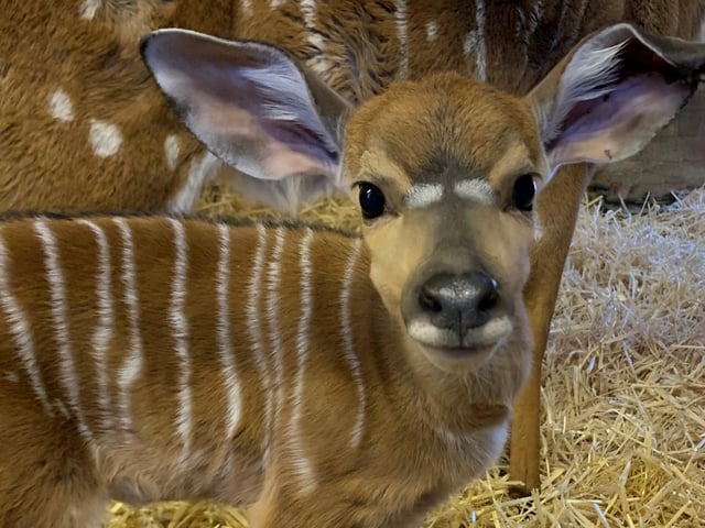 Last month, a baby lowland nyala calf was welcomed by proud parents Arnold and Arya at Edinburgh Zoo. The newborn girl, who was named Yara by keepers, has been spotted exploring her enclosure with her mum.