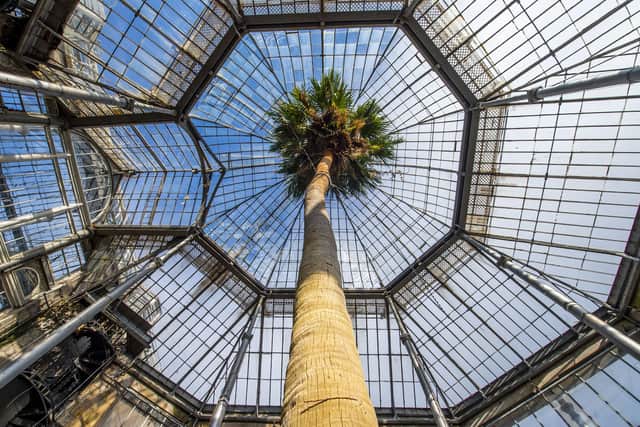 A two-hundred-year-old sabal palmis due to be cut down today in the Royal Botanic Gardens Edinburgh.