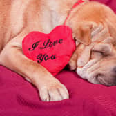 A few simple precautions can ensure that your vet has a happy and healthy Valentine's Day.