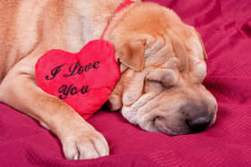 A few simple precautions can ensure that your vet has a happy and healthy Valentine's Day.