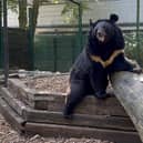 An Asiatic black bear named Yampil who was rescued from the village of Yampil in Ukraine has been rehomed at Five Sisters Zoo in West Calder, West Lothian. Photo: Natuurhulpcentrum/PA Wire