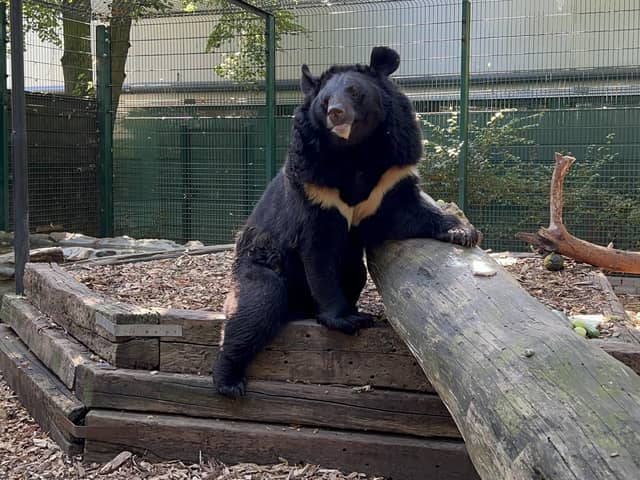 An Asiatic black bear named Yampil who was rescued from the village of Yampil in Ukraine has been rehomed at Five Sisters Zoo in West Calder, West Lothian. Photo: Natuurhulpcentrum/PA Wire