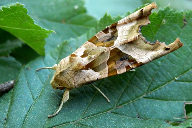 The majority of Scotland's moths don't emerge until later in the year but the incredible Angle Shades is one that has been seen as early as April in recent years. They are tricky to spot though - looking almost exactly like a dead leaf.