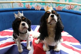 These dogs are ready for the King Charles Pooch Coffee Morning at McLarens on The Corner on May 8.