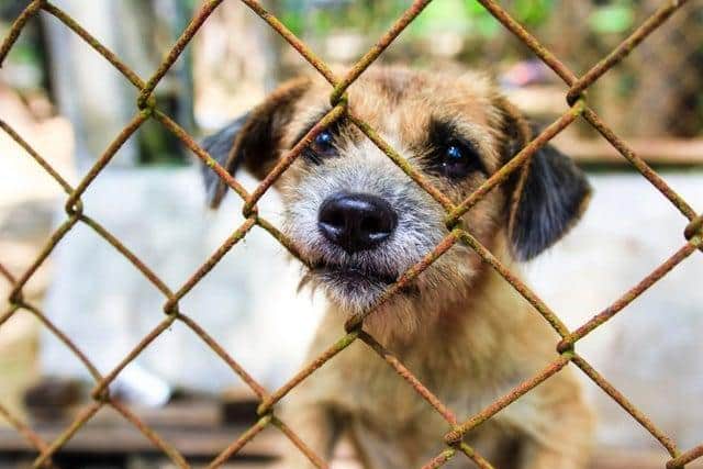 New measures increasing the maximum available penalties for the worst cases of animal cruelty have come into force.